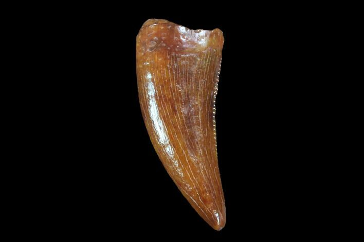 Raptor Tooth - Real Dinosaur Tooth #90021